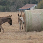 Hungry-Donkeys-055.JPG