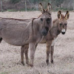 Hungry-Donkeys-056.JPG