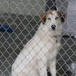 Atmore-Animal-Shelter-033.jpg