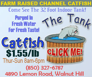 The Tank Catfish