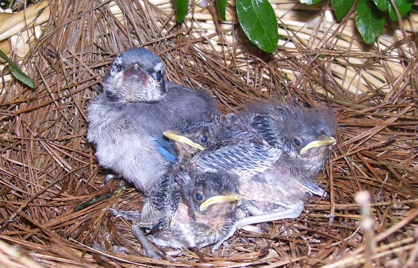 Diverse Family: Bratt Mockingbird Is Raising Baby Blue Jay