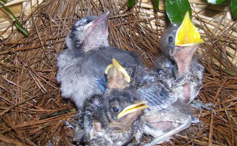 Diverse Family: Bratt Mockingbird Is Raising Baby Blue Jay