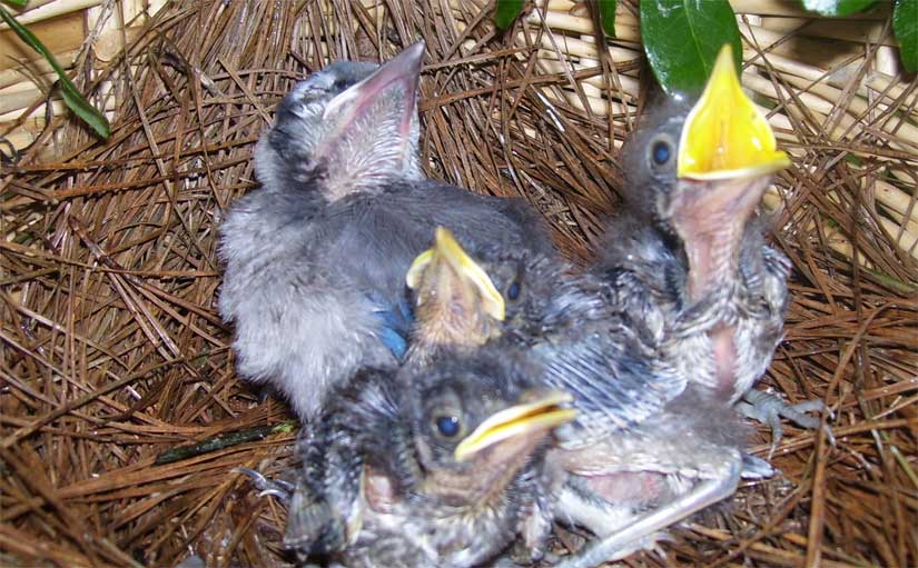 Diverse Family: Bratt Mockingbird Is Raising Baby Blue Jay 