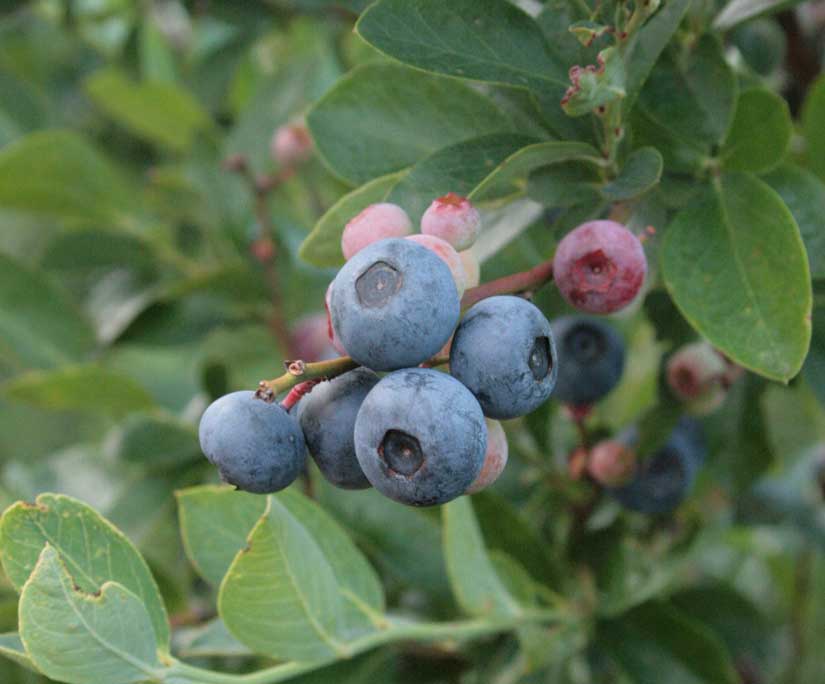blueberries12.jpg