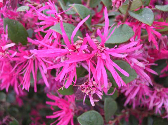 loropetalum.jpg