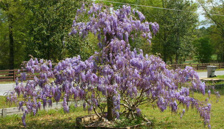 wisteria.jpg