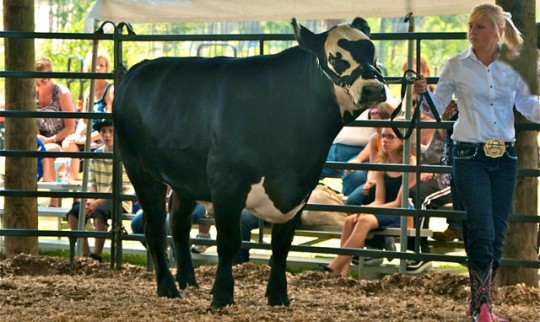 Livestock-Show-010