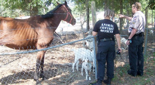 Williams-Ditch-Animals-021