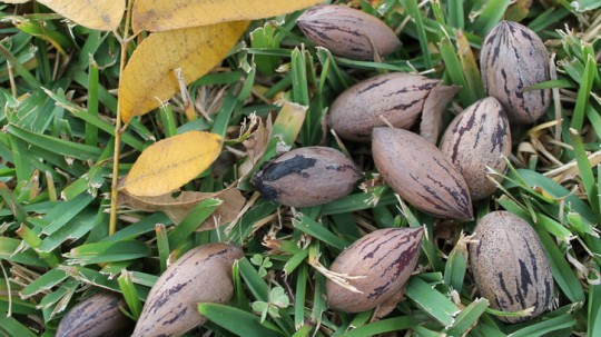pecan14