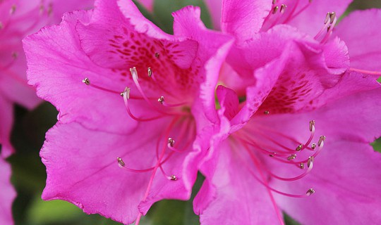 azaleas11