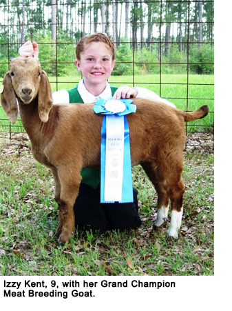 livestockshowgoat2