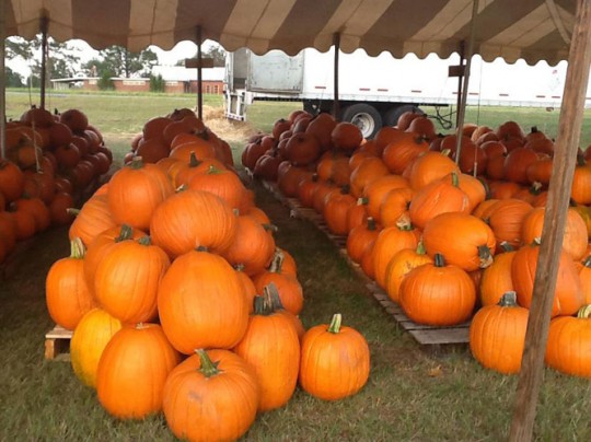 Cantonment-Pumpkins-010