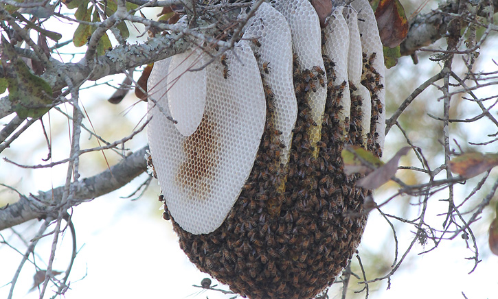 Question: Spotted this really hogh in a tree. Thinking this is a bee hive  or birds nest??? : r/natureisbeautiful