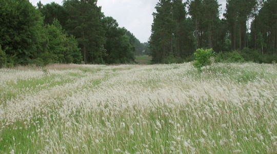 Cogongrass-in-Bloom