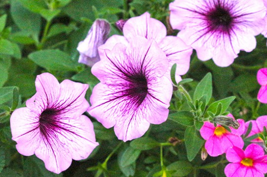 petunias11