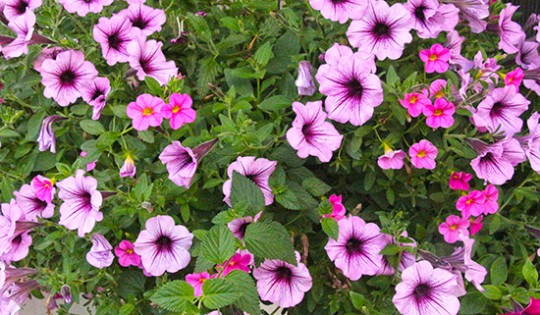 petunias12