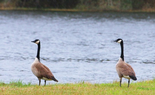 geese11
