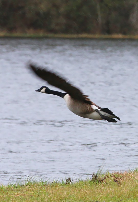 geese13