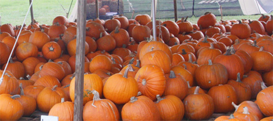 pumpkins11