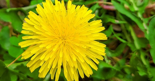 dandelion11