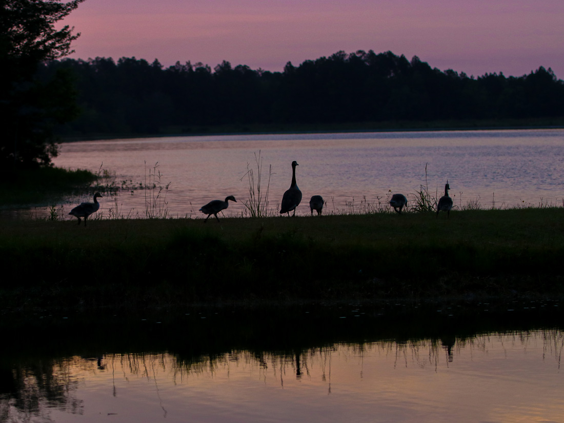 Family Photo Shoot Canada Geese At Lake Stone
