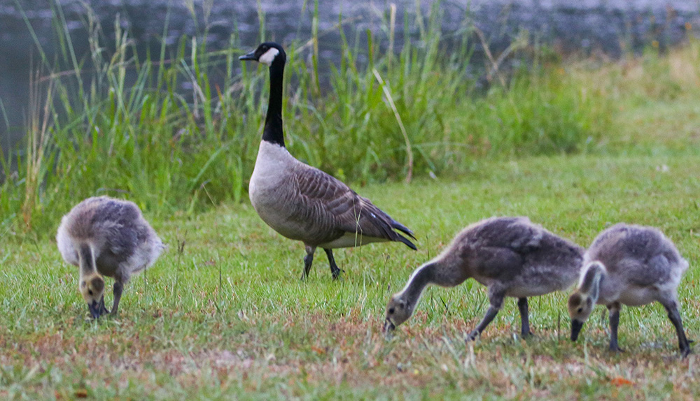 Family Photo Shoot Canada Geese At Lake Stone