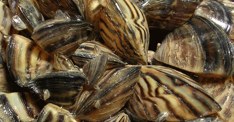 FWC Asks For Help To Stop Invasive Zebra Mussels. Yeah, That’s A Thing