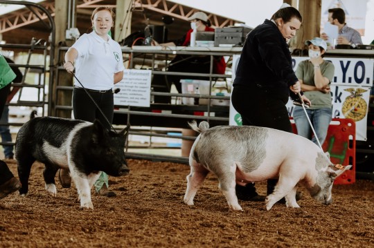livestock-show-fendley-1066