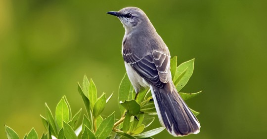 mockingbird11