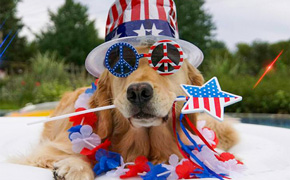 Fireworks Are Terrifying For Pets: Here Are Some Tips To Help; How To Locate Lost Pets