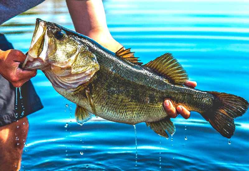 FWC Approves Production, Sale Of Florida Largemouth Bass As Food Product 