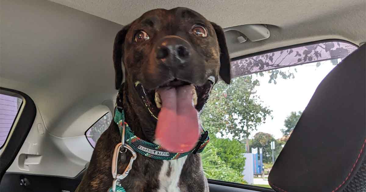 After 300 Days, Escambia Animal Shelter’s Longest Resident Now Has A