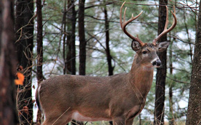 Alabama Proposes Shortening Deer Season By Five Days