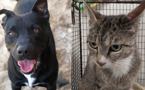 Escambia Animal Shelter Offering Free Cat And Dog Adoptions