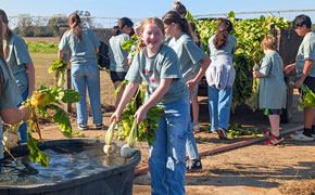 Farm-City: Volunteers Harvest Thanksgiving Dinner For 1,000 Needy Families