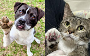 Reminder: Escambia Animal Shelter Now Open On Sundays