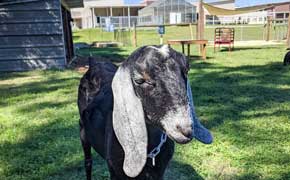 Beulah Middle School To Host Open Farm Day On Saturday