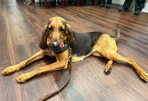 ECSO K-9 Sadie Retires After Five Years Of Service