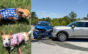 One Person Transported; Two Dogs OK After Highway 29 Crash