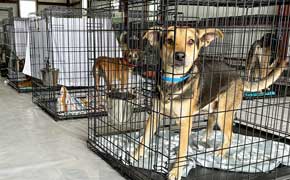 Escambia County Animal Welfare Rescues 32 Dogs Recovered In Animal Hoarding Case