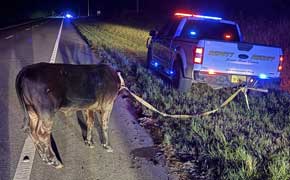 Mooove Over: Heifer Hit By Vehicle Near Jay Corralled By SRSO, FHP