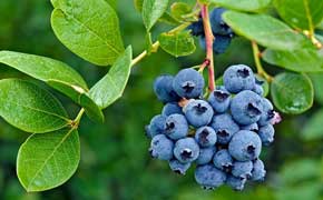 Annual Alabama Blueberry Festival Canceled Due To Weather