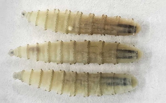 screwworm11