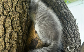 Curiosity Catches the Kitty: Stuck Kitten Rescued From Tree By Escambia Animal Welfare