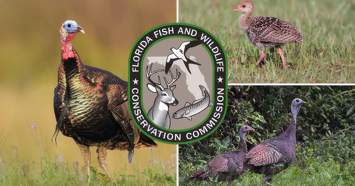 Spot a Wild Turkey? FWC Requests You to Share Your Sighting: NorthEscambia.com