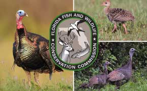 See A Wild Turkey? FWC Wants You To Report The Sighting