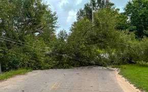 Two Fallen Oak Trees Shut Down Century Area Roads; One Leaves Hundreds Without Power