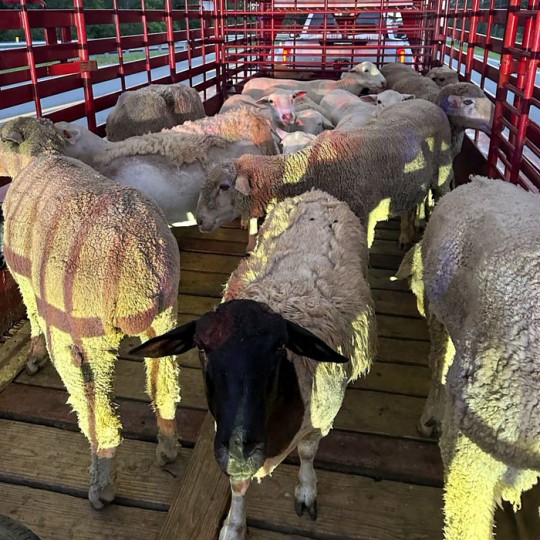 sheep11