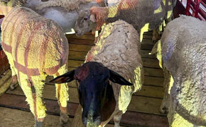 Man Denied Entry With Livestock At Escambia I-10 Ag Station Arrested After Detouring Through Georgia