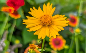 Photos: See The Century Library Pollinator Garden